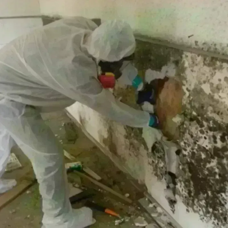 Mold Remediation and Removal in Johnson Lane, NV